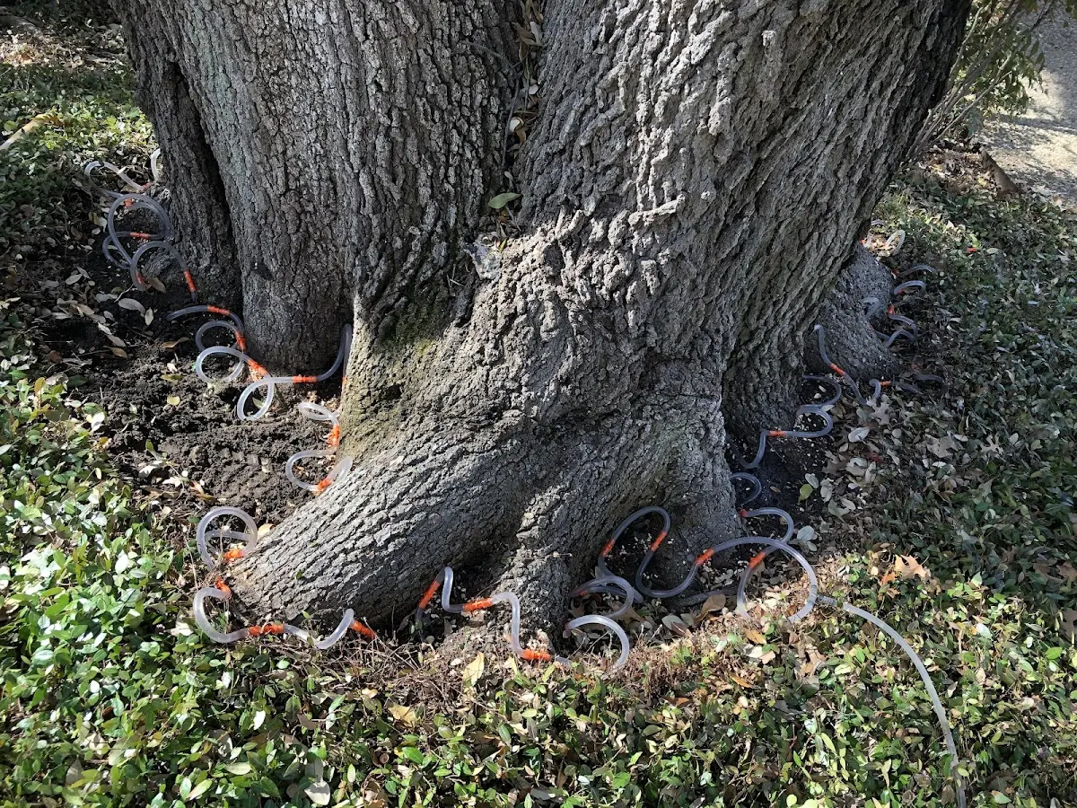 Detailed Tree Cabling and Bracing job site in Grove City