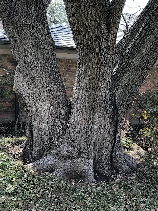 Mature heritage tree close to a Grove City property cared for by certified arborists